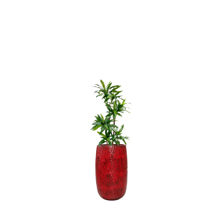 Dracaena Marly36 PLANTES ARTIFICIELLES Location/Entretien (HT/mois) Rouge 