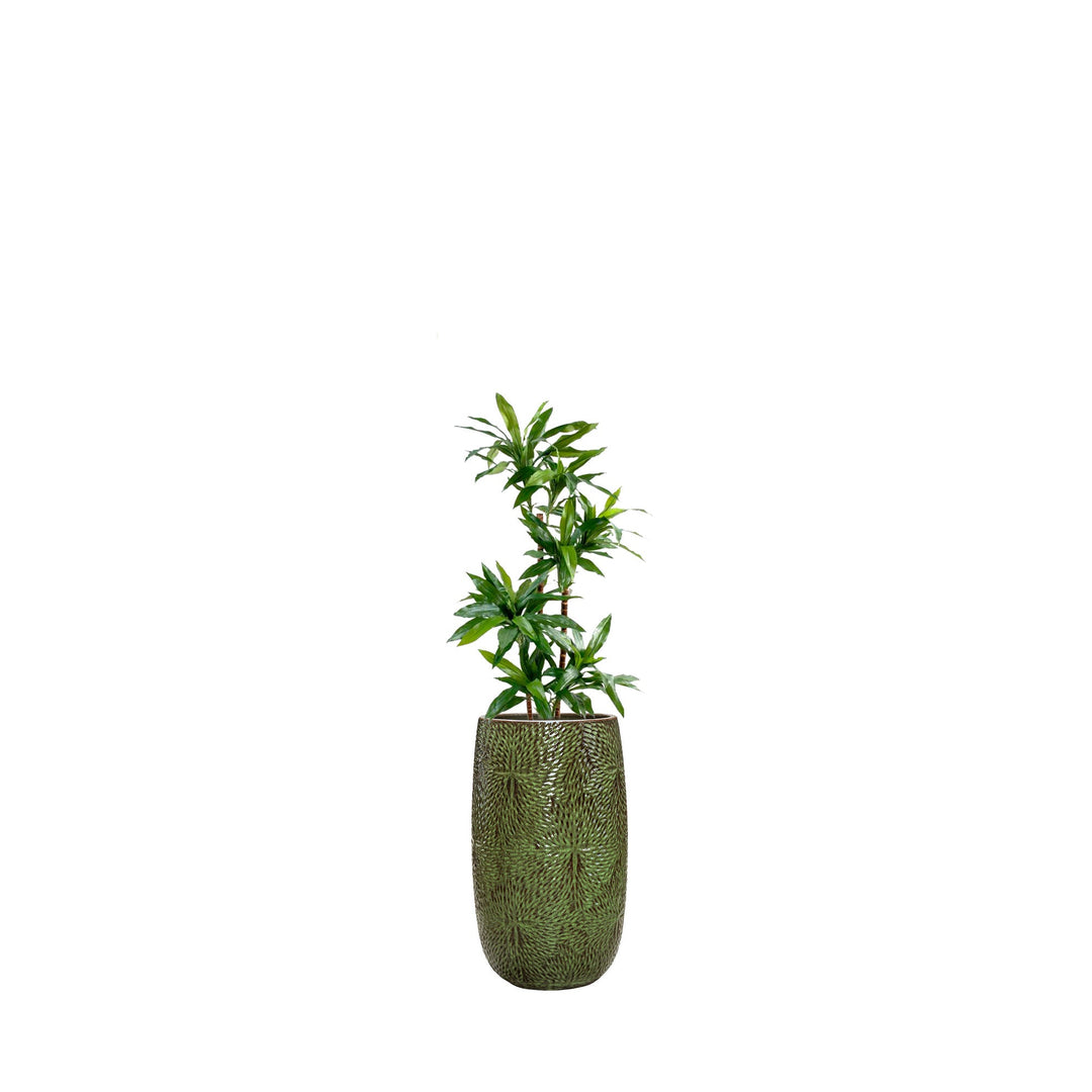 Dracaena Marly36 PLANTES ARTIFICIELLES Location/Entretien (HT/mois) Vert 