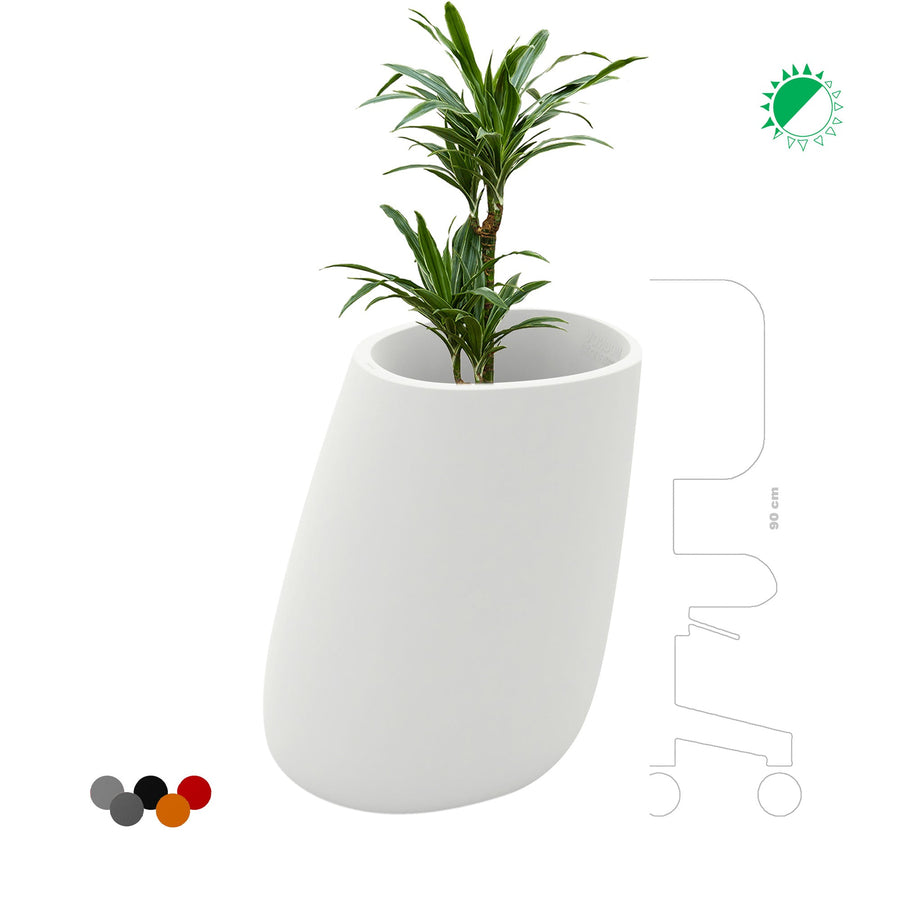 Dracaena Stone70 PLANTES ET POTS DE BUREAUX 