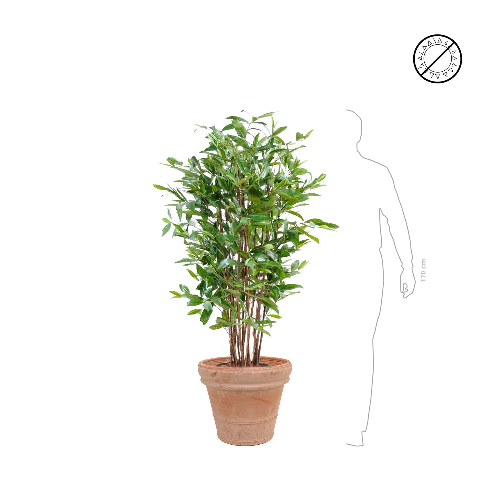 Dracaena surculosa Terra cotta antique PLANTES ARTIFICIELLES 