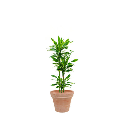 Dracaena Terra cotta antique PLANTES ET POTS DE BUREAUX Achat (HT) Naturel 