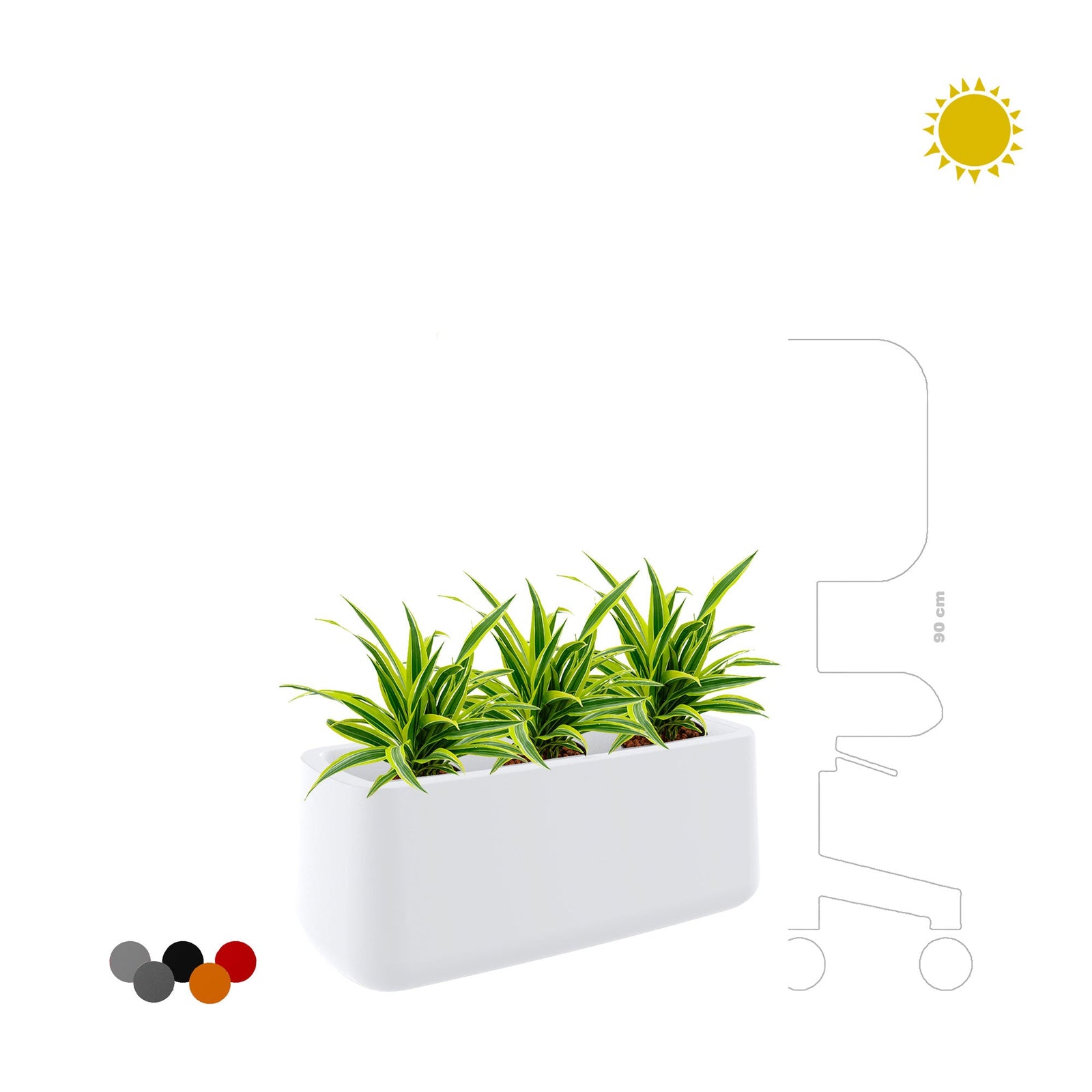 Dracaena Ulm8434 PLANTES ET POTS DE BUREAUX 