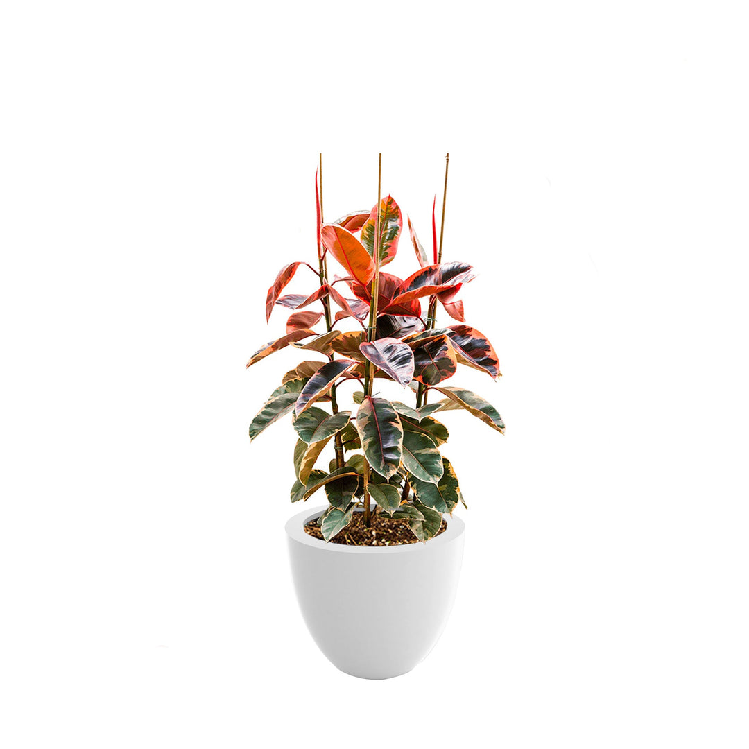 Elastica 'Belize' Cuenco50 PLANTES ET POTS DE BUREAUX Location/Entretien (HT/mois) Blanc 