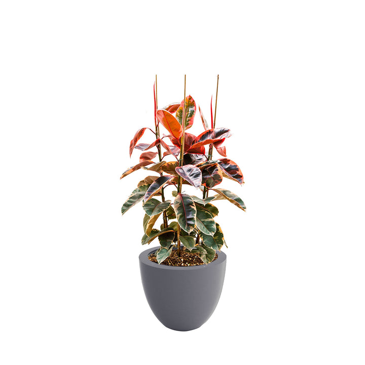 Elastica 'Belize' Cuenco50 PLANTES ET POTS DE BUREAUX Location/Entretien (HT/mois) Gris 