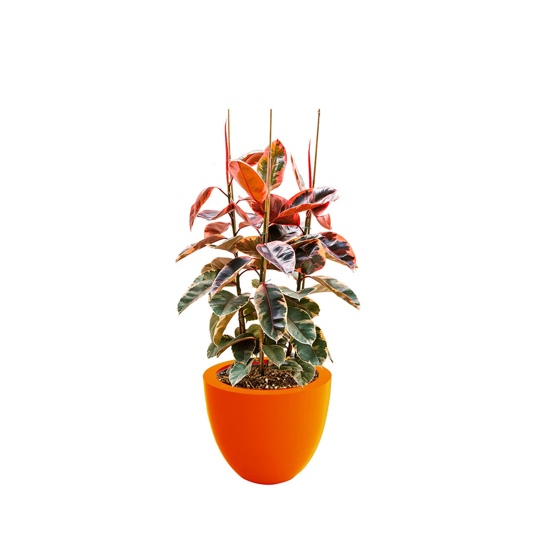 Elastica 'Belize' Cuenco50 PLANTES ET POTS DE BUREAUX Location/Entretien (HT/mois) Orange 