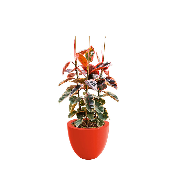 Elastica 'Belize' Cuenco50 PLANTES ET POTS DE BUREAUX Location/Entretien (HT/mois) Rouge 