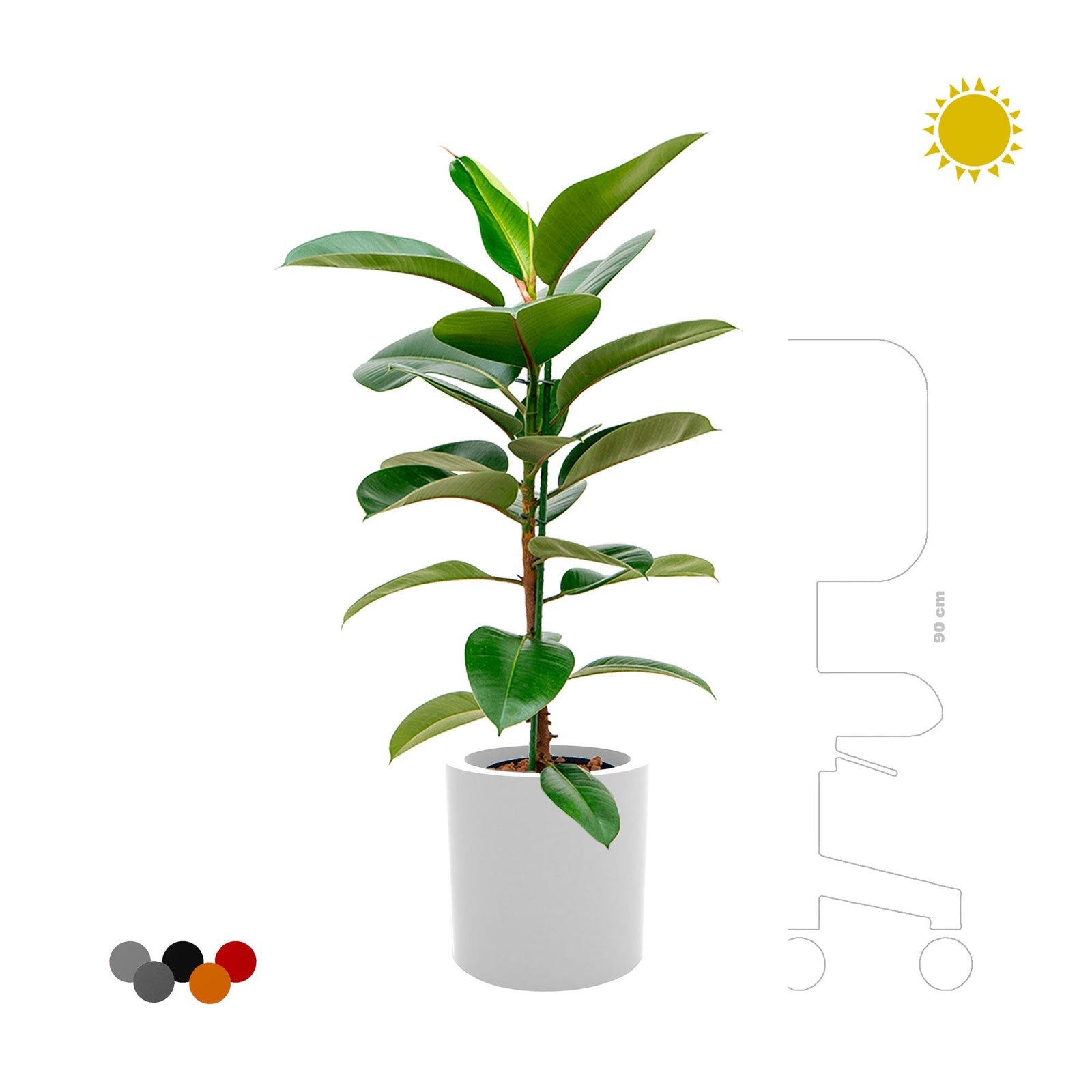 Elastica Cilindro30 PLANTES ET POTS DE BUREAUX 