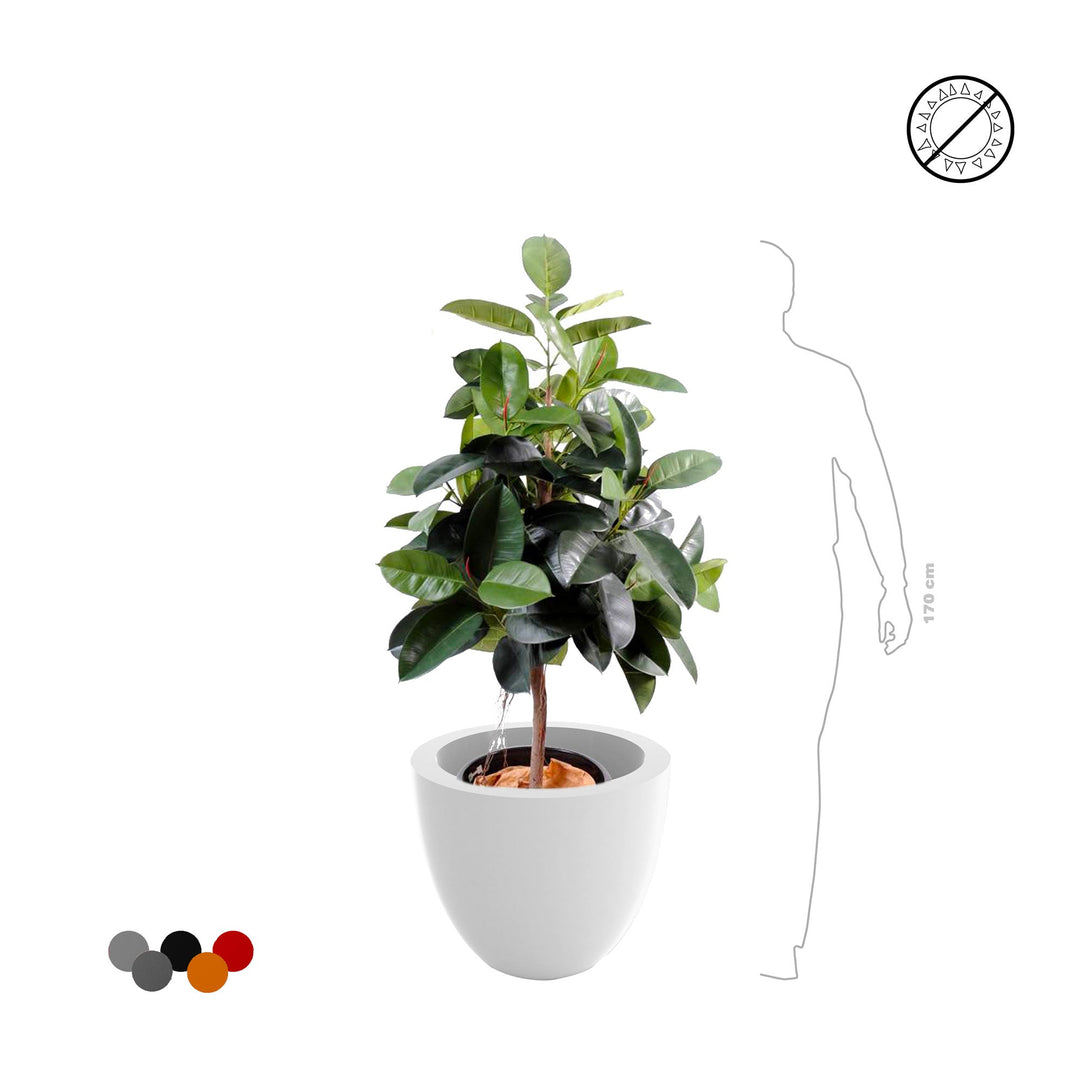 Elastica Cuenco50 PLANTES ARTIFICIELLES 