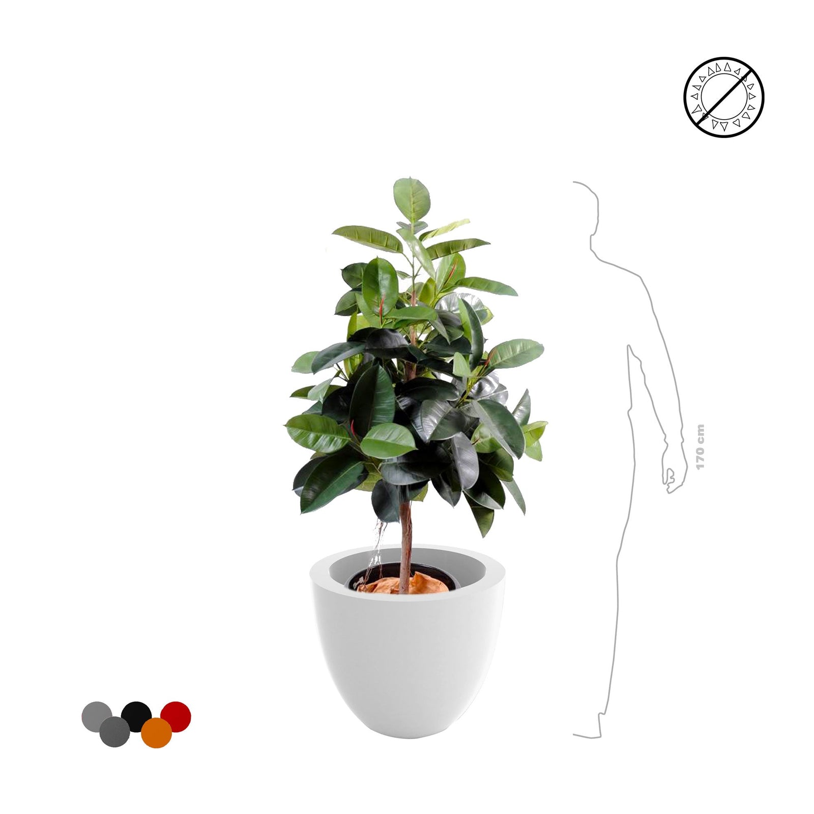 Elastica Cuenco50 PLANTES ARTIFICIELLES 