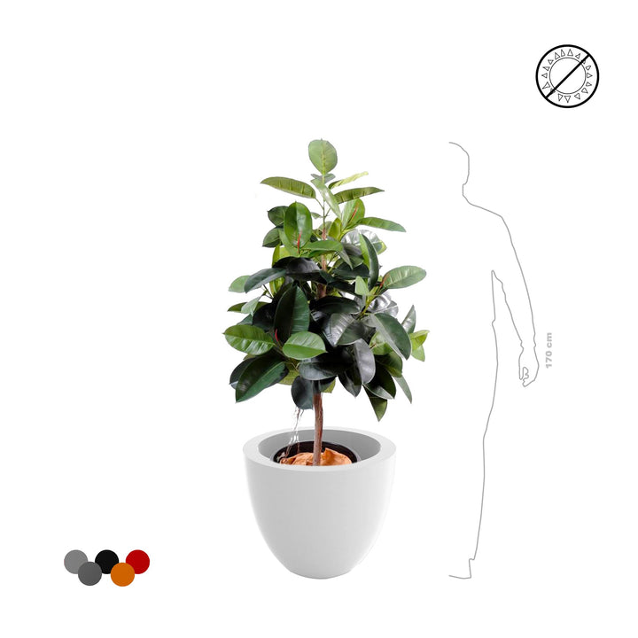 Elastica Cuenco50 PLANTES ARTIFICIELLES 