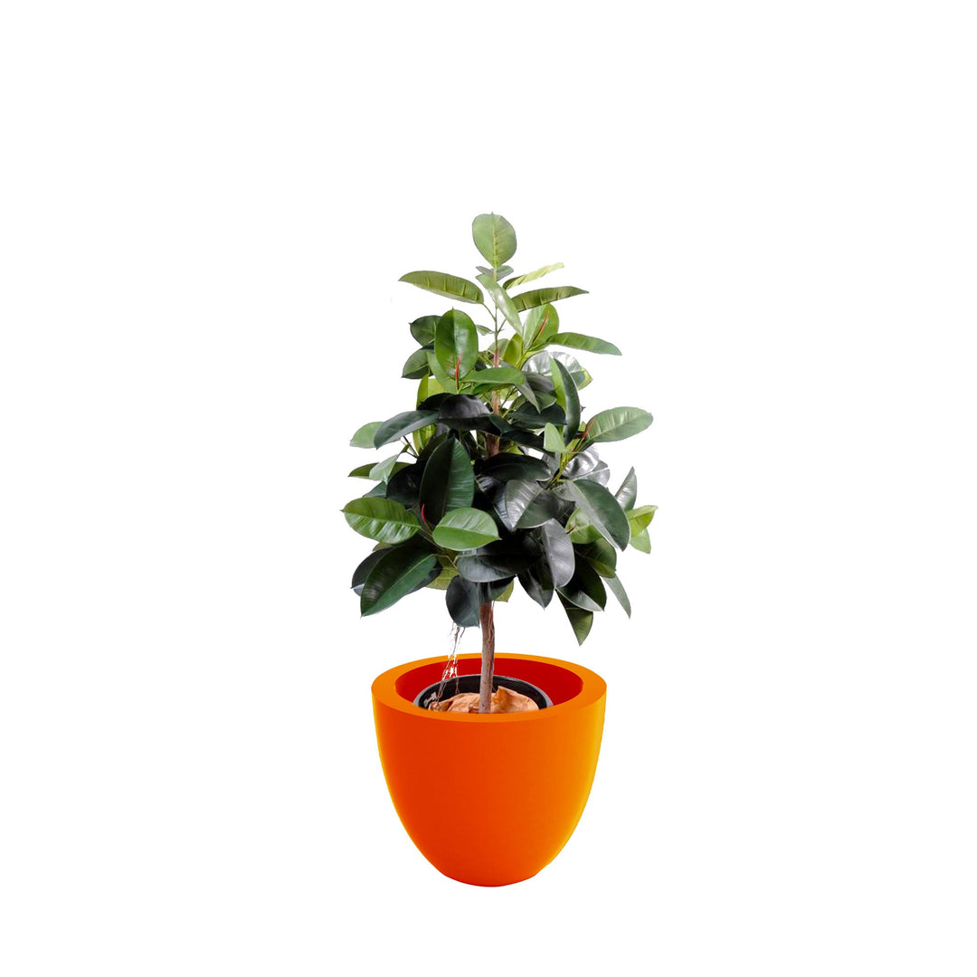 Elastica Cuenco50 PLANTES ARTIFICIELLES Location/Entretien (HT/mois) Orange 