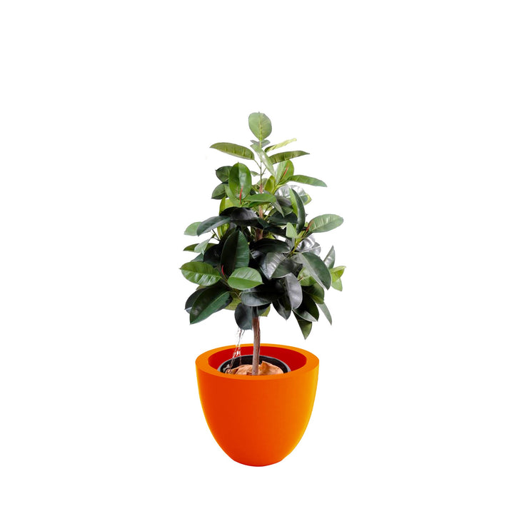 Elastica Cuenco50 PLANTES ARTIFICIELLES Location/Entretien (HT/mois) Orange 