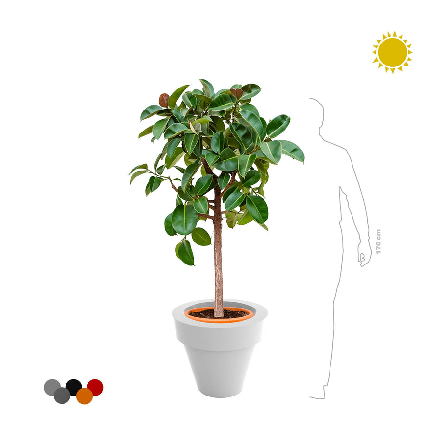 Elastica robusta Maceta50 PLANTES ET POTS DE BUREAUX 