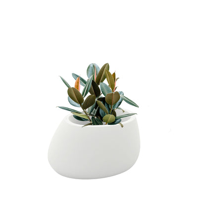 Elastica Stone80 PLANTES ET POTS DE BUREAUX Location/Entretien (HT/mois) Blanc 