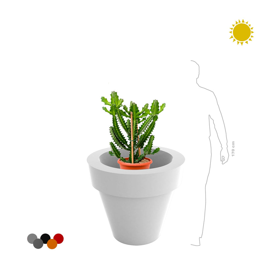 Euphorbia Maceta80 PLANTES ET POTS DE BUREAUX 