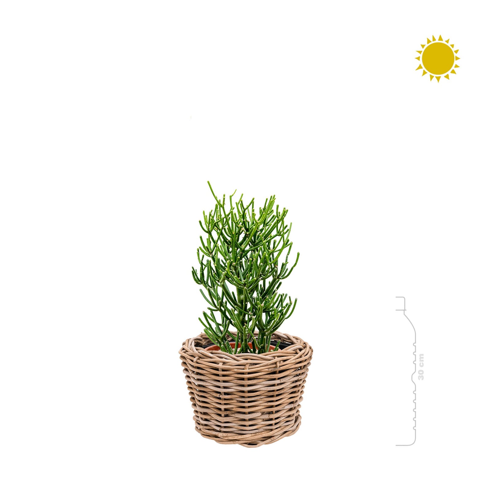 Euphorbia Rattan PLANTES ET POTS DE BUREAUX 