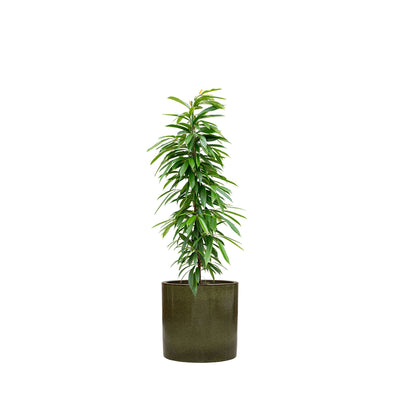 Ficus 'Amstel King' Cylinder50 PLANTES ET POTS DE BUREAUX Achat (HT) Vert 