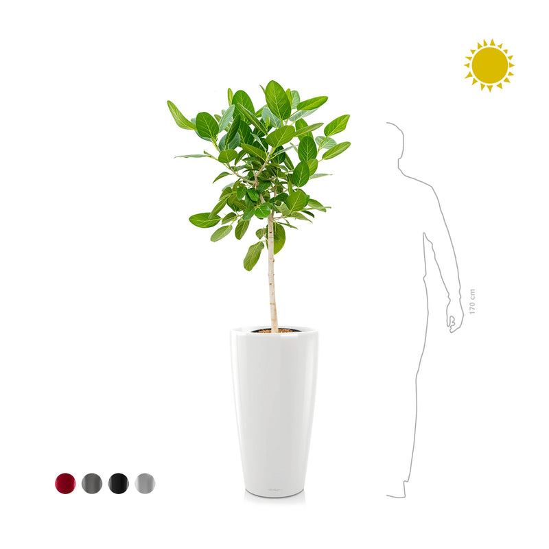 Ficus "Audrey" Rondo75 PLANTES ET POTS DE BUREAUX 