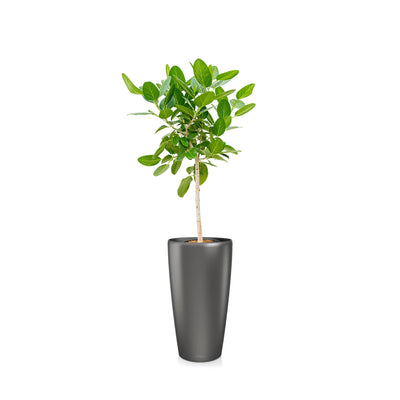 Ficus "Audrey" Rondo75 PLANTES ET POTS DE BUREAUX Location/Entretien (HT/mois) Anthracite 