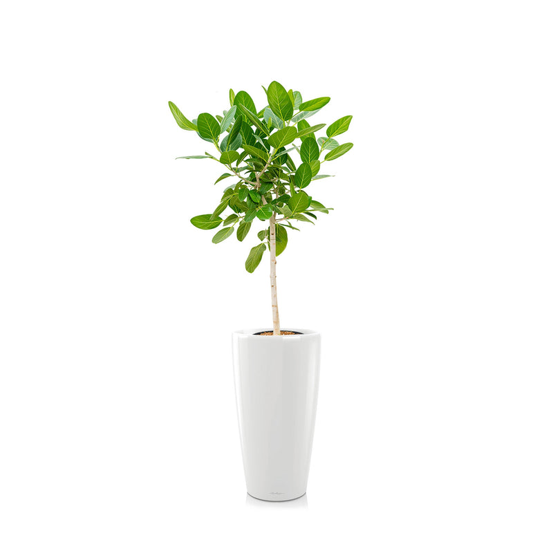 Ficus "Audrey" Rondo75 PLANTES ET POTS DE BUREAUX Location/Entretien (HT/mois) Blanc 