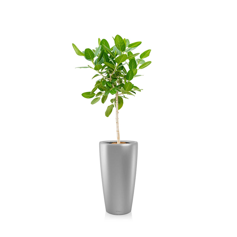 Ficus "Audrey" Rondo75 PLANTES ET POTS DE BUREAUX Location/Entretien (HT/mois) Gris 