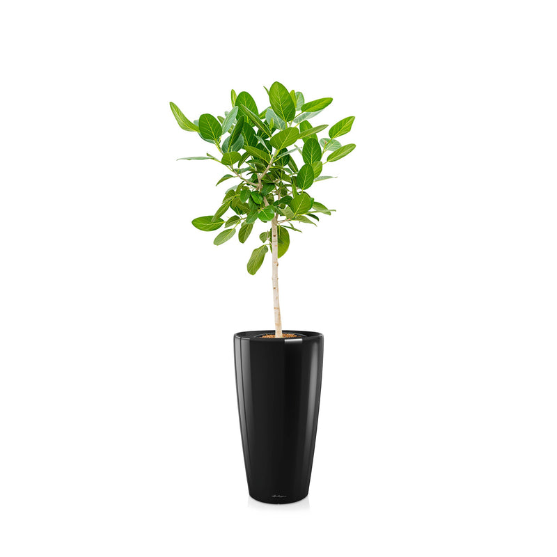 Ficus "Audrey" Rondo75 PLANTES ET POTS DE BUREAUX Location/Entretien (HT/mois) Noir 