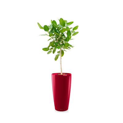 Ficus "Audrey" Rondo75 PLANTES ET POTS DE BUREAUX Location/Entretien (HT/mois) Rouge 