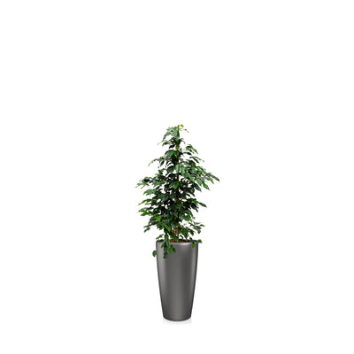 Ficus Benjamina Rondo56 PLANTES ET POTS DE BUREAUX Location/Entretien (HT/mois) Anthracite 