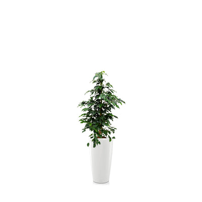 Ficus Benjamina Rondo56 PLANTES ET POTS DE BUREAUX Location/Entretien (HT/mois) Blanc 