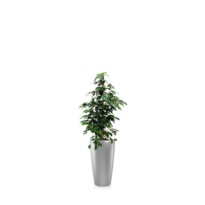 Ficus Benjamina Rondo56 PLANTES ET POTS DE BUREAUX Location/Entretien (HT/mois) Gris 