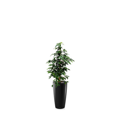 Ficus Benjamina Rondo56 PLANTES ET POTS DE BUREAUX Location/Entretien (HT/mois) Noir 