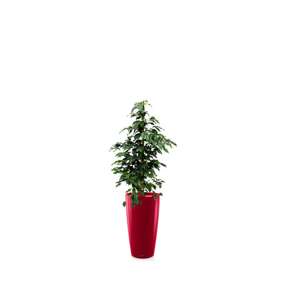Ficus Benjamina Rondo56 PLANTES ET POTS DE BUREAUX Location/Entretien (HT/mois) Rouge 