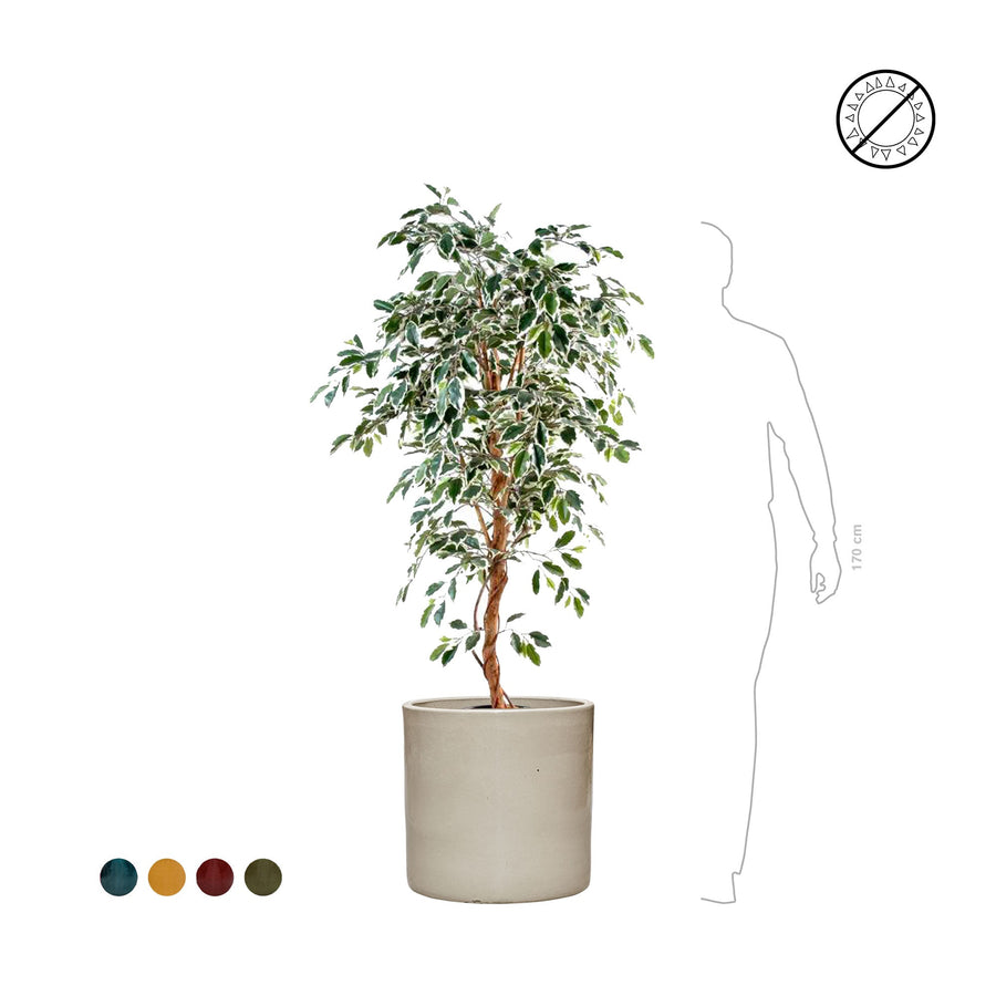 Ficus Cylinder50 PLANTES ARTIFICIELLES 