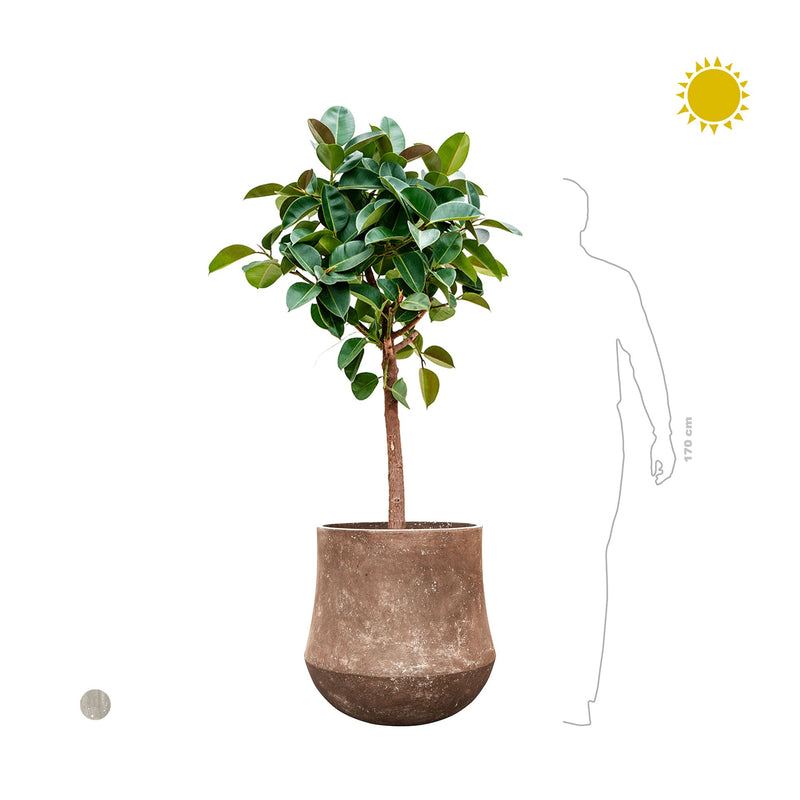 Ficus elastica Polystone60 PLANTES ET POTS DE BUREAUX 