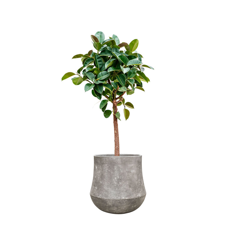 Ficus elastica Polystone60 PLANTES ET POTS DE BUREAUX Location/Entretien (HT/mois) Gris 