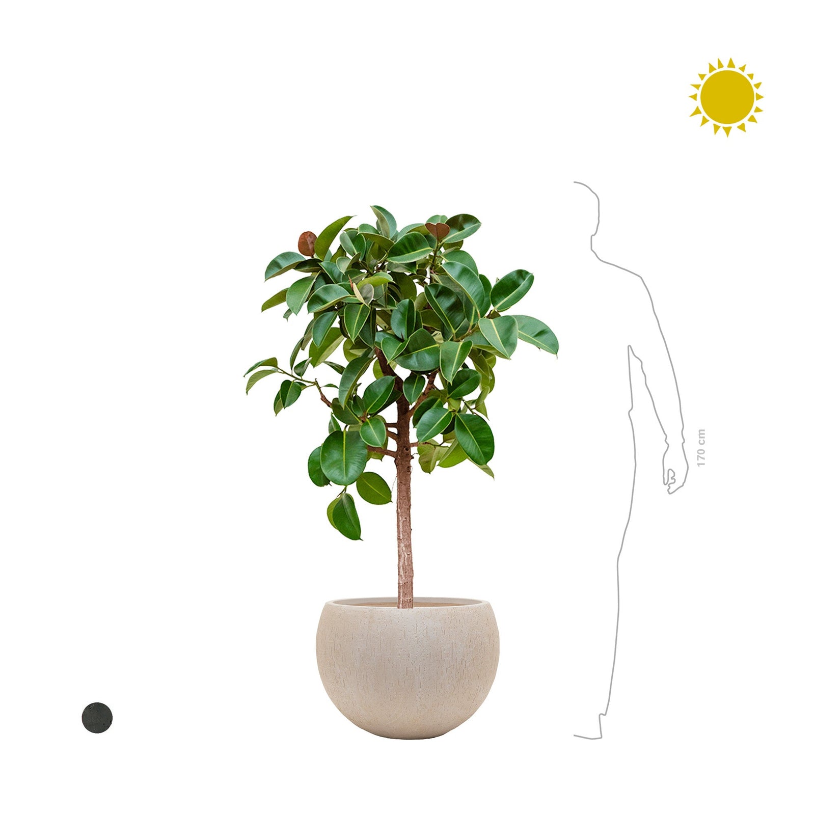 Ficus elastica Raindrop Globe PLANTES ET POTS DE BUREAUX 