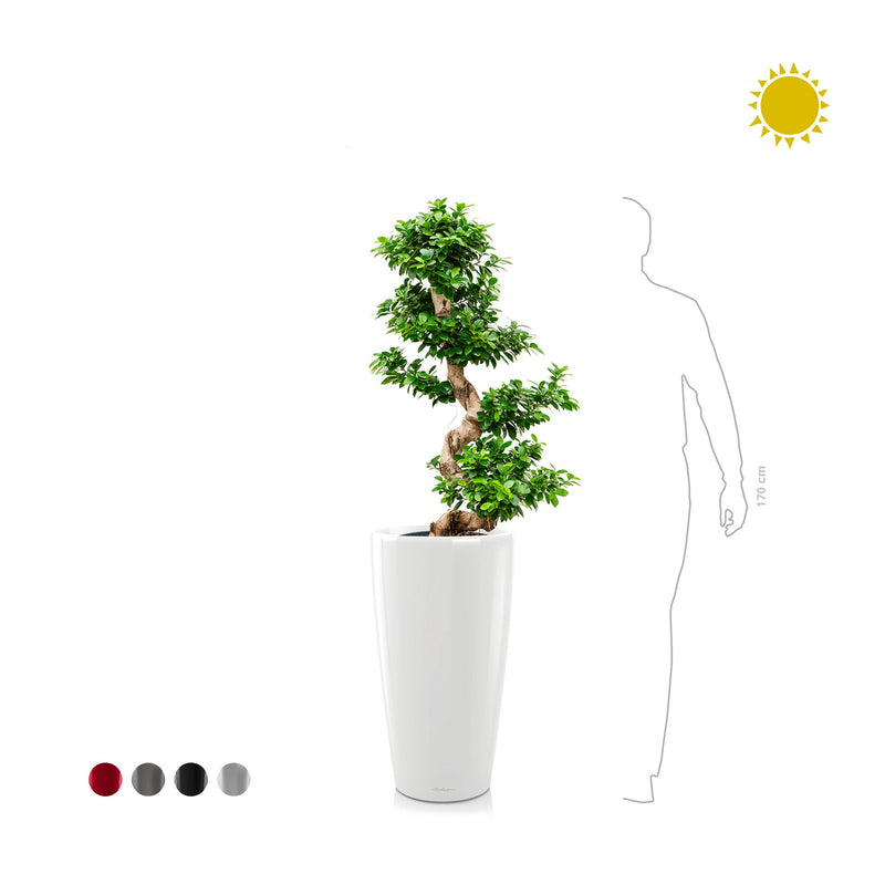 Ficus microcarpa "Compacta" Rondo75 PLANTES ET POTS DE BUREAUX 