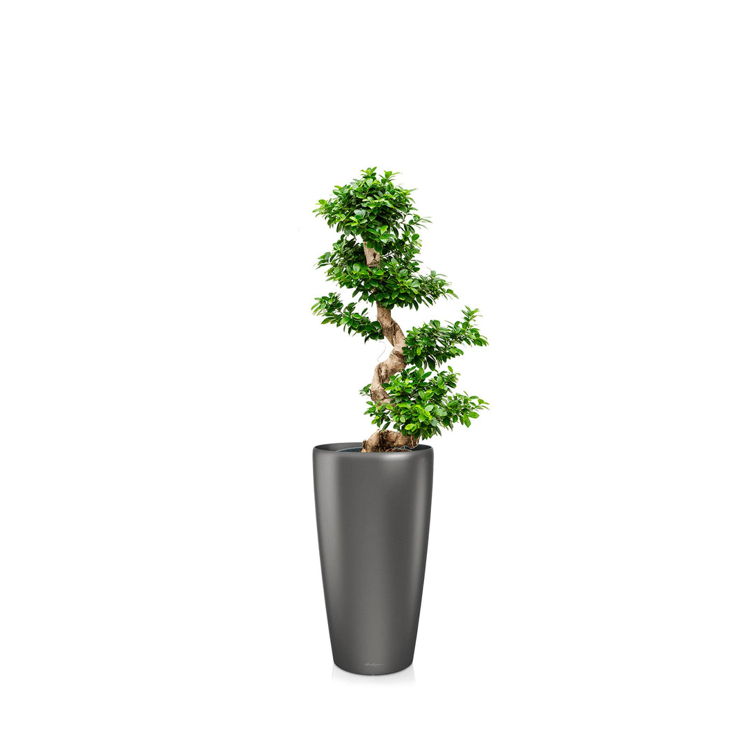 Ficus microcarpa "Compacta" Rondo75 PLANTES ET POTS DE BUREAUX Location/Entretien (HT/mois) Anthracite 