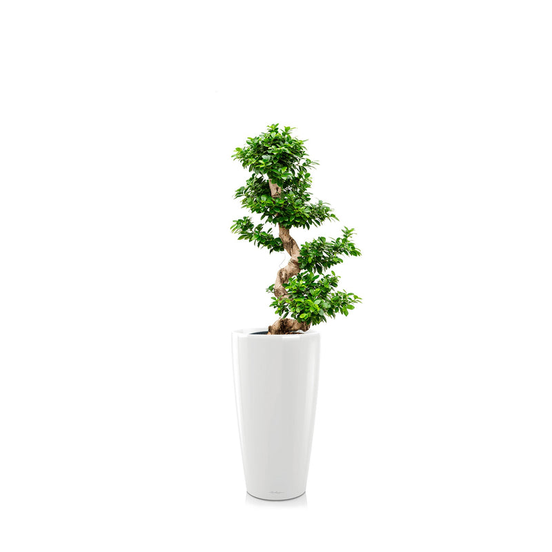 Ficus microcarpa "Compacta" Rondo75 PLANTES ET POTS DE BUREAUX Location/Entretien (HT/mois) Blanc 