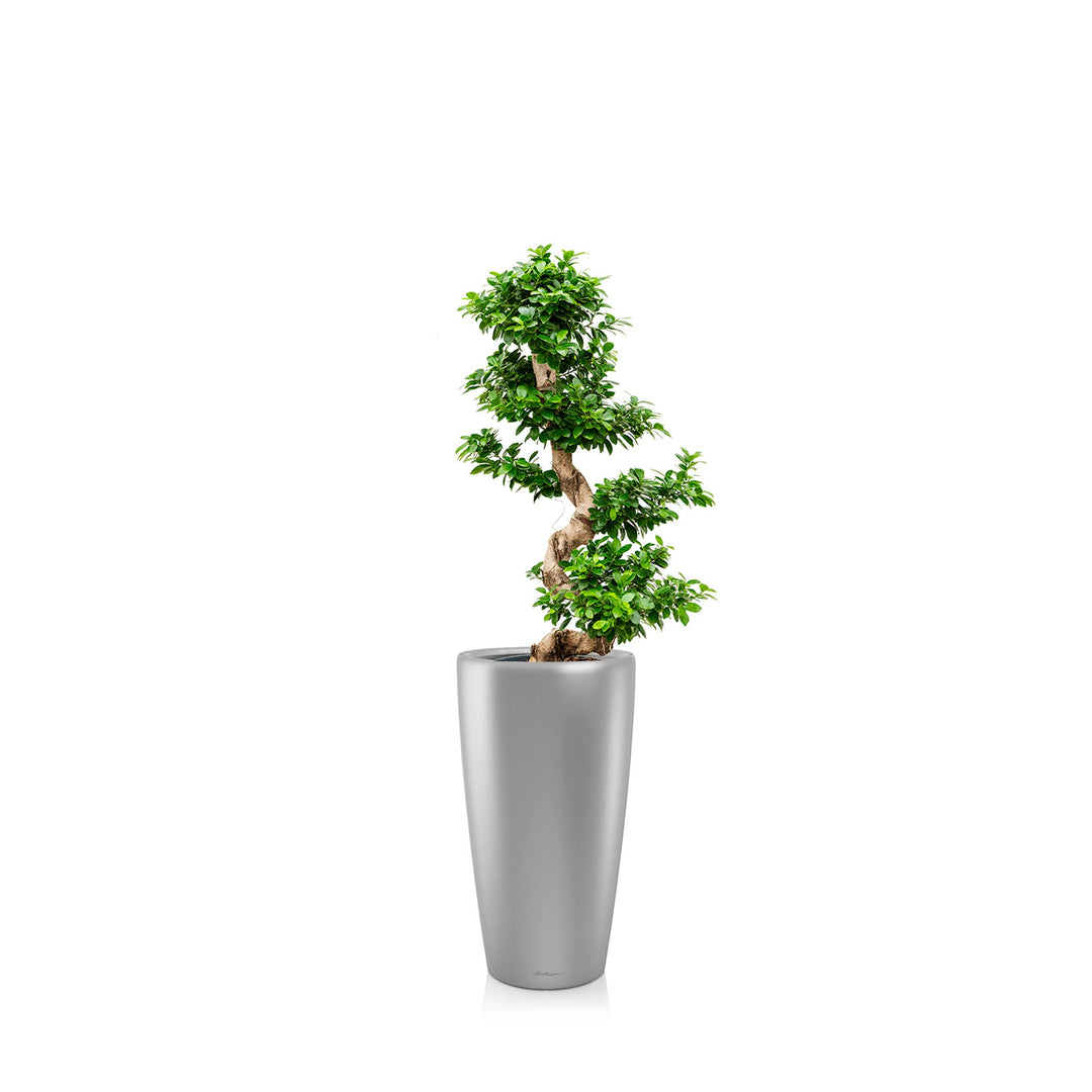 Ficus microcarpa "Compacta" Rondo75 PLANTES ET POTS DE BUREAUX Location/Entretien (HT/mois) Gris 