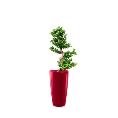 Ficus microcarpa "Compacta" Rondo75 PLANTES ET POTS DE BUREAUX Location/Entretien (HT/mois) Rouge 