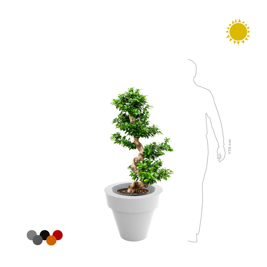 Ficus microcarpa Maceta50 PLANTES ET POTS DE BUREAUX 