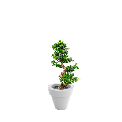 Ficus microcarpa Maceta50 PLANTES ET POTS DE BUREAUX Location/Entretien (HT/mois) Blanc 