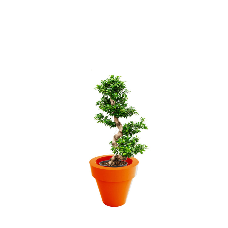 Ficus microcarpa Maceta50 PLANTES ET POTS DE BUREAUX Location/Entretien (HT/mois) Orange 