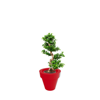 Ficus microcarpa Maceta50 PLANTES ET POTS DE BUREAUX Location/Entretien (HT/mois) Rouge 