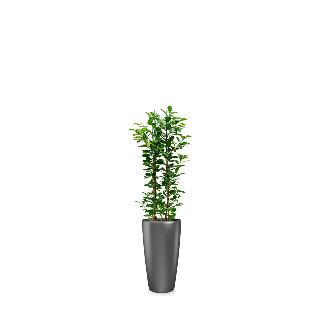 Ficus microcarpa "Moclame" Rondo56 PLANTES ET POTS DE BUREAUX Location/Entretien (HT/mois) Anthracite 