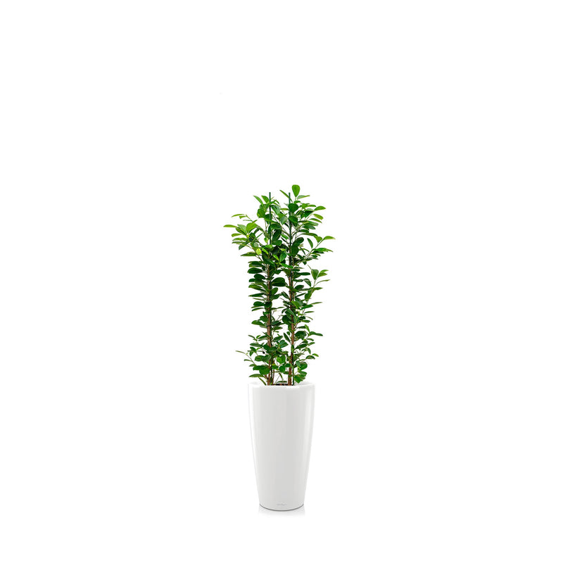 Ficus microcarpa "Moclame" Rondo56 PLANTES ET POTS DE BUREAUX Location/Entretien (HT/mois) Blanc 