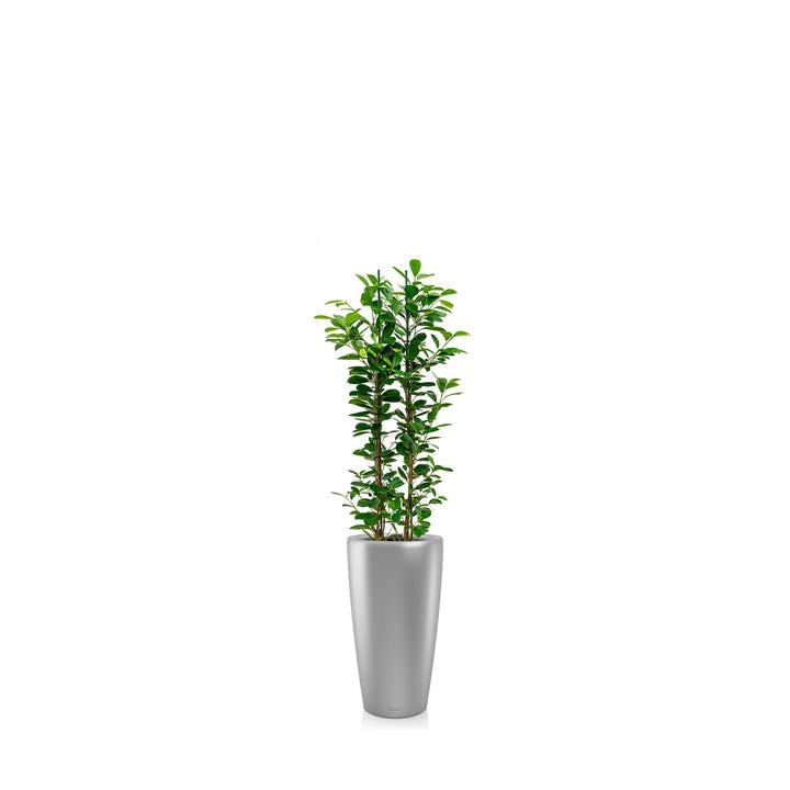 Ficus microcarpa "Moclame" Rondo56 PLANTES ET POTS DE BUREAUX Location/Entretien (HT/mois) Gris 