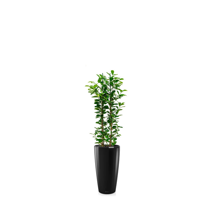 Ficus microcarpa "Moclame" Rondo56 PLANTES ET POTS DE BUREAUX Location/Entretien (HT/mois) Noir 