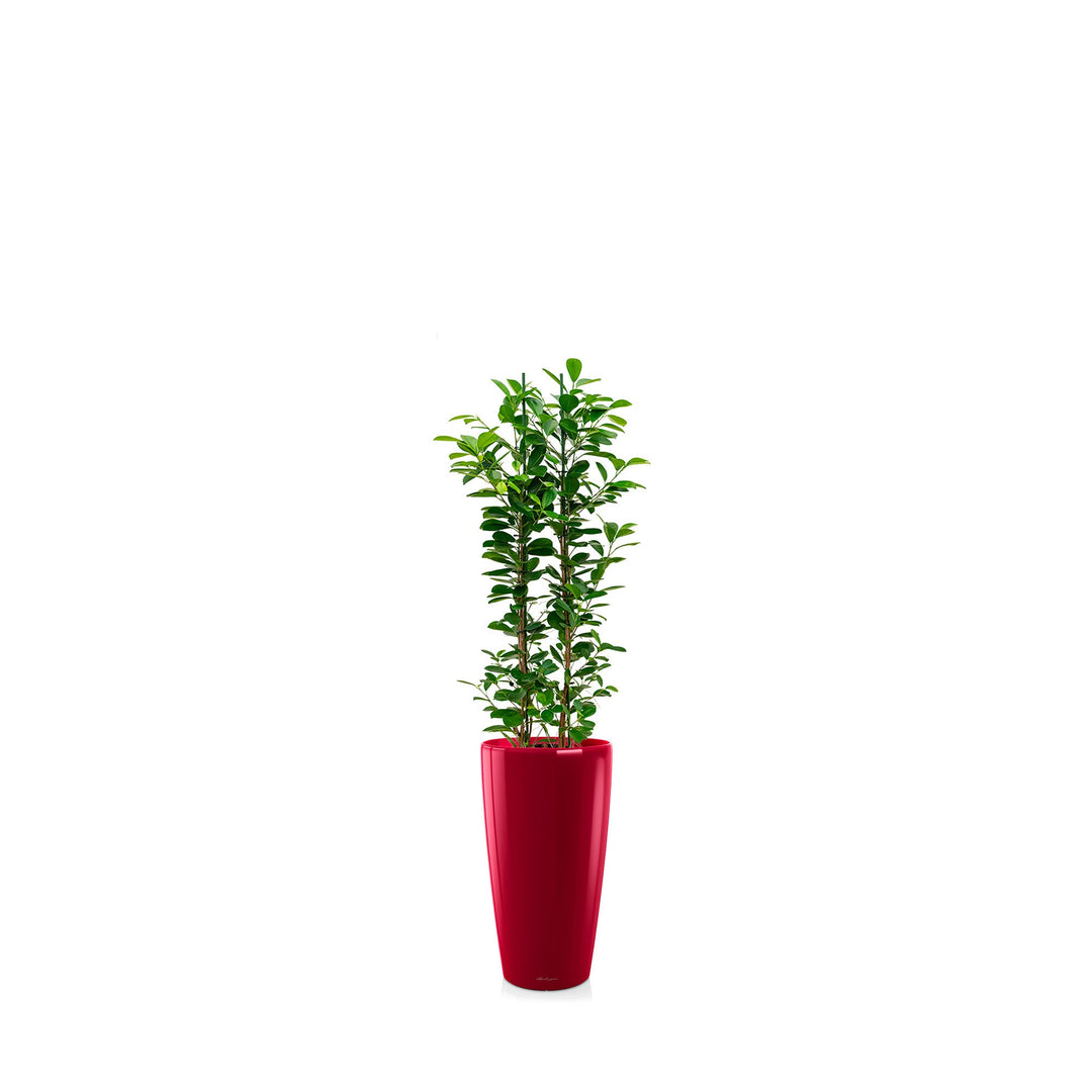 Ficus microcarpa "Moclame" Rondo56 PLANTES ET POTS DE BUREAUX Location/Entretien (HT/mois) Rouge 